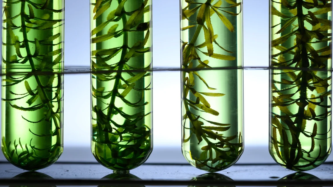 Algas como Biocombustible del Futuro: Energía Verde desde el Mar Algas como Biocombustible del Futuro: Energía Verde desde el Mar